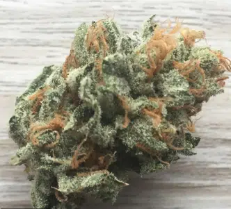 Cannabis Weed1