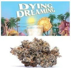 dying dreaming cookies strain