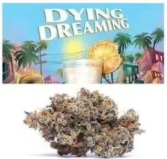 dying dreaming cookies strain