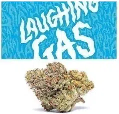 Laughing Gas Cookies strain