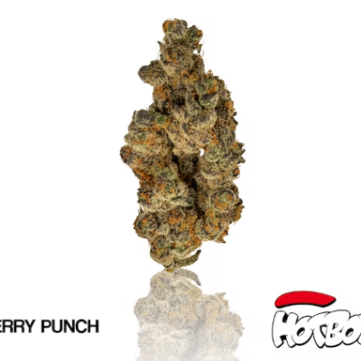 Cherry Punch (indica) | HotBox Weed (3.5g | 1/8th) Indoor Flower